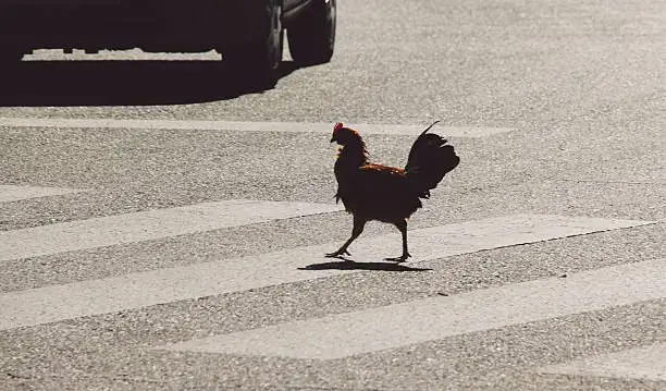 Chicken Road